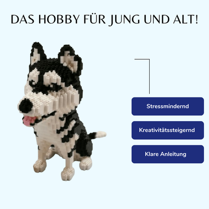 Husky |  Morgen zu Hause