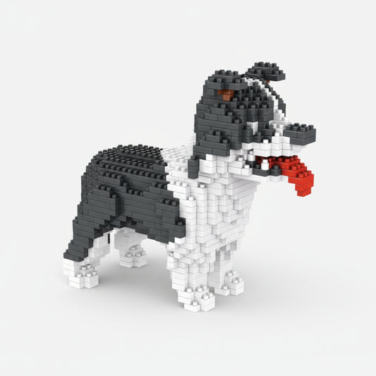 Border Collie  | Bausteine