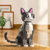 Schöne Katzen