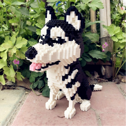 Husky |  Morgen zu Hause