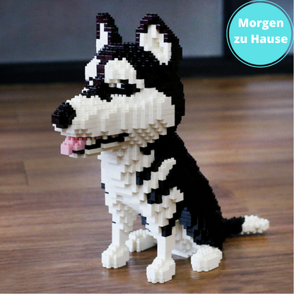 Husky |  Morgen zu Hause