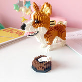 Waliser corgi | Morgen in huis