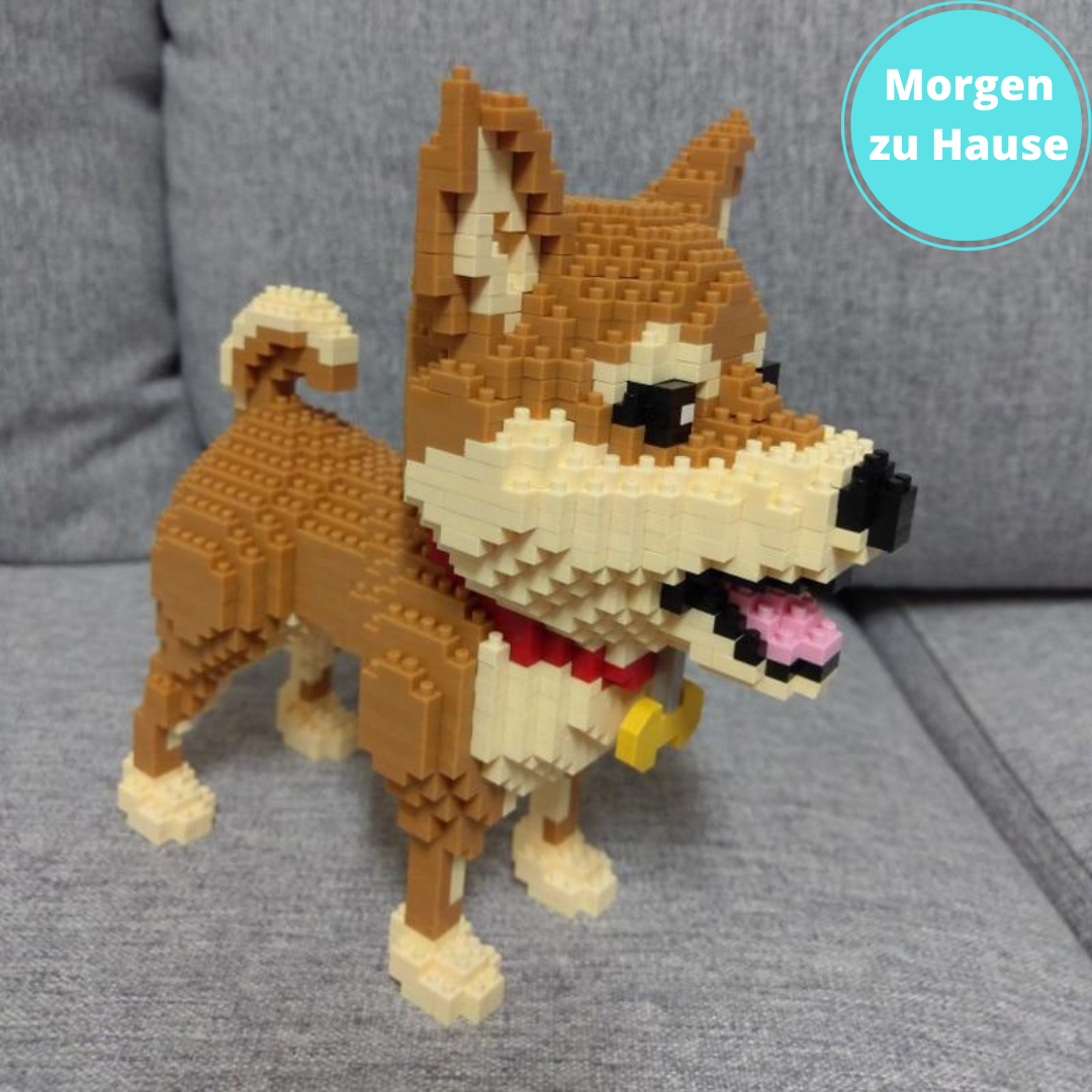 Shiba - Morgen zu Hause